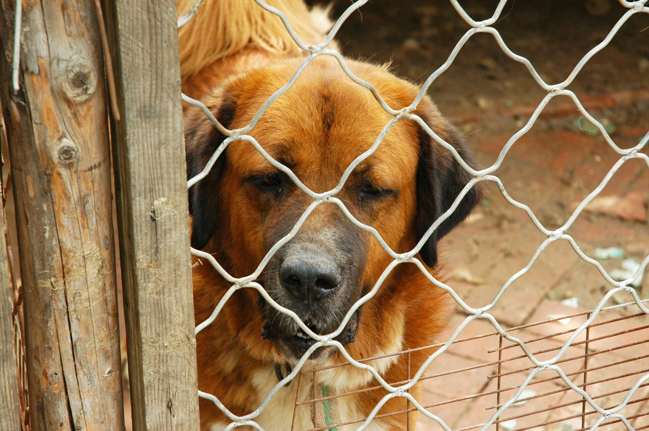 Dog Behind Fence