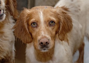 puppy mill dogs