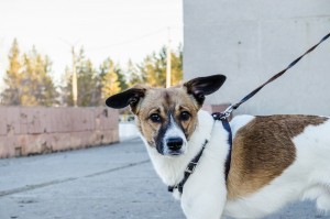 Dog on a Harness