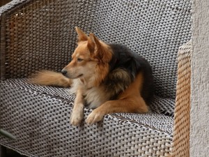 Dog on Wicker Seat