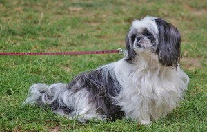 Pekinese on a Leash