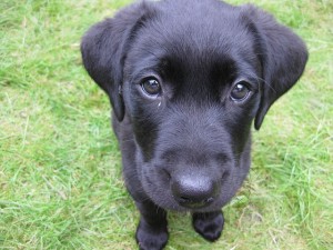 puppies need crate training