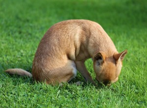 Chihuahua smelling grass