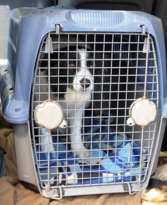 dog carrier for travel