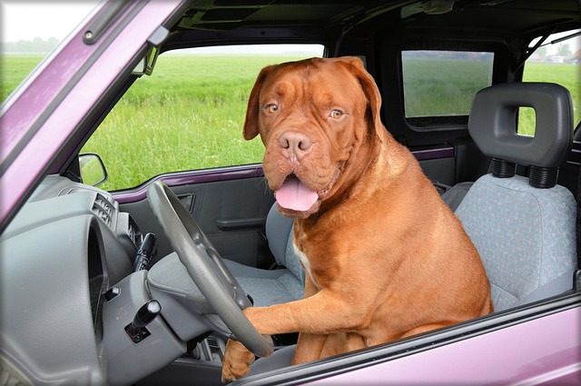 dog in the driver's seat of a car