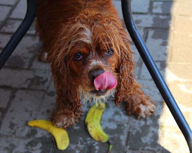dog licking bananas