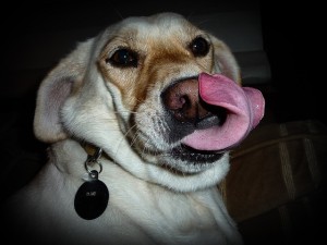 dog sticking his tongue out