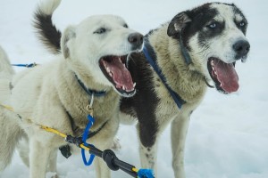 sled dogs barking