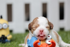 baby chihuahua at play