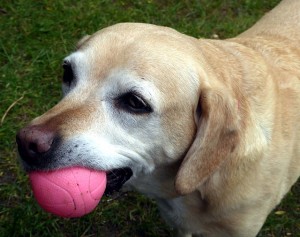 dog with ball in mouth