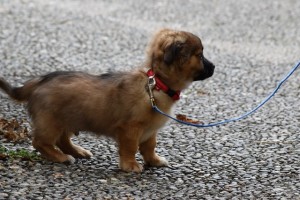 dog on a leash for a walk