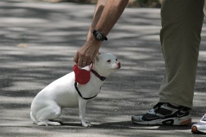 dog on leash about to go on a walk