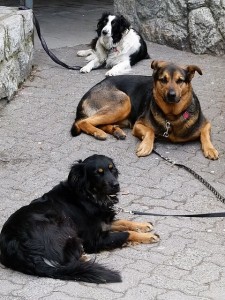 dogs with leashes waiting to go on a walk