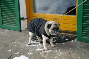 Pug on leash for a walk