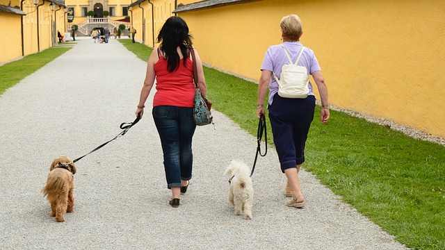 women walking dogs