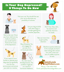 dog depression infographic