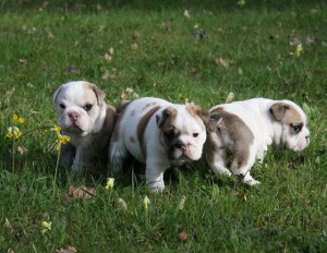 bulldog puppies