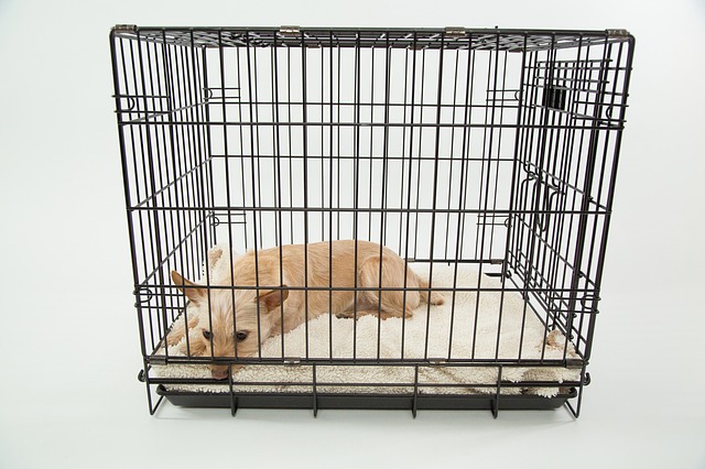 dog in a cage