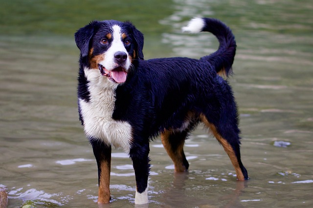 dog standing in water