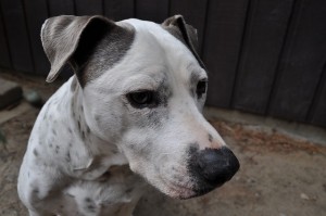 pet pit bulls like to dig in the yard